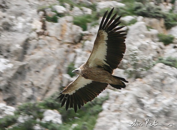 Himalayan Vulture